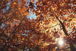 Leopold Fiala Photography