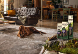 Brown Labrador resting near Purina product 